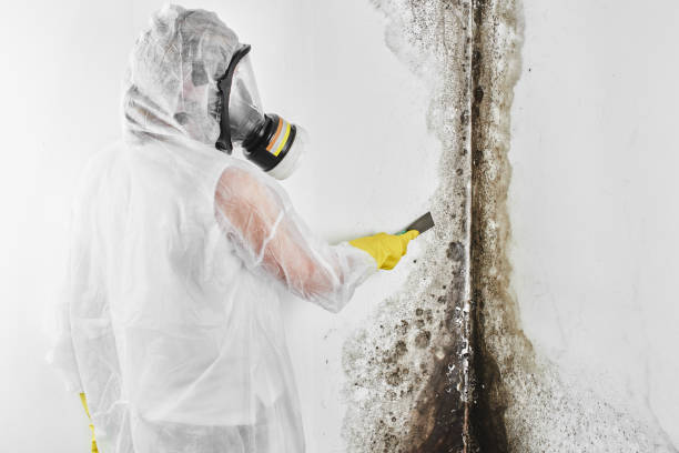 Best Same-Day Mold Removal  in Palmer, AK