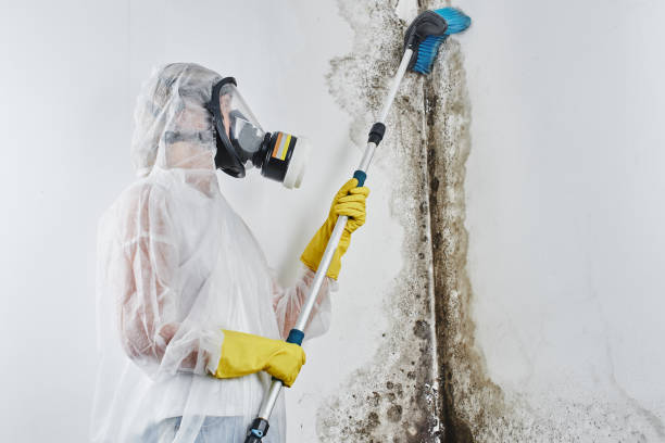 Best Same-Day Mold Removal  in Palmer, AK
