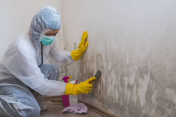 Best Crawl Space Mold Removal  in Palmer, AK