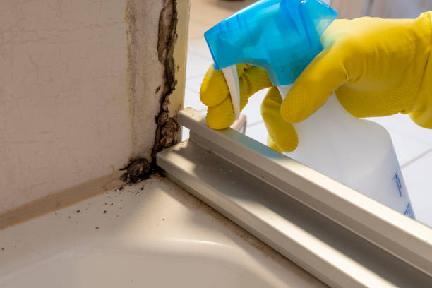 Best Mold Testing  in Palmer, AK