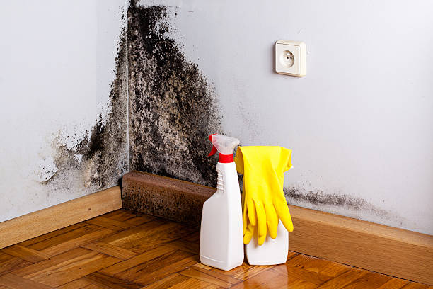 Best Home Mold Removal  in Palmer, AK