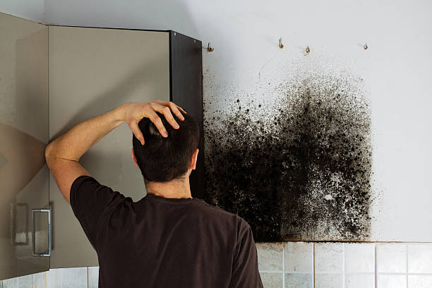 Best Professional Mold Removal  in Palmer, AK